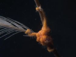 Tiny brittle star in a strong current, holding on to a fe... by Erika Antoniazzo 